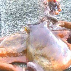 焼津港で良型のタコとカマス